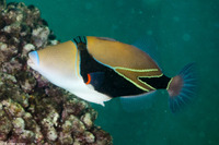 Rhinecanthus rectangulus (Wedgetail Triggerfish)