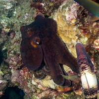 Octopus cyanea (Day Octopus)