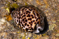 Cypraea tigris (Tiger Cowry)