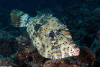 Aluterus scriptus (Scrawled Filefish)