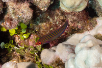 Pseudocheilinus tetrataenia (Fourline Wrasse)