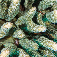 Caracanthus typicus (Hawaiian Coral Croucher)