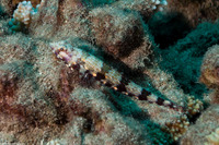 Synodus binotatus (Twospot Lizardfish)