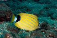 Chaetodon fremblii (Bluestripe Butterflyfish)