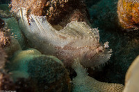 Taenianotus triacanthus (Leaf Scorpionfish)