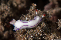 Thorunna daniellae (Danielle's Nudibranch)