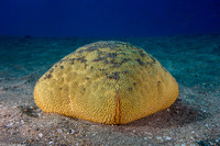 Culcita novaeguineae (Cushion Star)