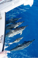 Stenella longirostris (Spinner Dolphin)