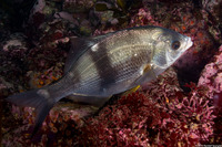 Rhacochilus vacca (Pile Perch)