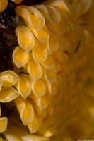 Ceratostoma foliatum (Leafy Hornmouth)