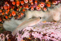 Rhinogobiops nicholsii (Blackeye Goby)