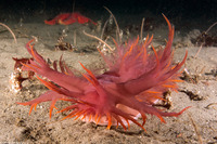 Dendronotus iris (Rainbow Dendronotus)