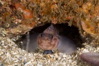 Rhinogobiops nicholsii (Blackeye Goby)