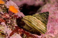 Calliostoma canaliculatum (Channeled Top Snail)
