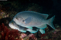 Chromis punctipinnis (Blacksmith)
