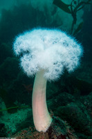 Metridium farcimen (White-Plumed Anemone)