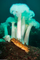 Metridium farcimen (White-Plumed Anemone)