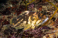 Sebastes chrysomelas (Black-and-Yellow Rockfish)