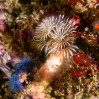 Spirobranchus spinosus (Christmas Tree Worm)