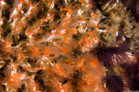 Salmacina tribranchiata (Fragile Tube Worm)