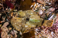 Pleuronichthys coenosus (C-O Sole)