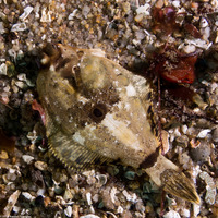 Pleuronichthys coenosus (C-O Sole)