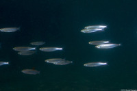 Atherinops affinis (Topsmelt)