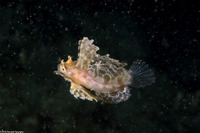 Nautichthys oculofasciatus (Sailfin Sculpin)