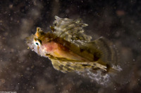 Nautichthys oculofasciatus (Sailfin Sculpin)