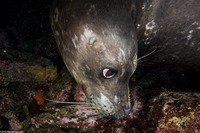 Phoca vitulina (Harbor Seal)