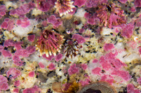 Testudinalia testudinalis (Common Tortoiseshell Limpet)