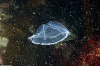 Mitrocoma cellularia (Cross Jelly)