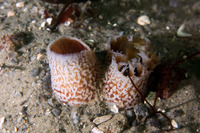 Parapholas californica (Scaleside Piddock)