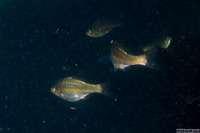 Micrometrus aurora (Reef Perch)