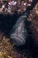 Cebidichthys violaceus (Monkeyface Prickleback)