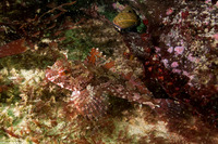 Scorpaenichthys marmoratus (Cabezon)