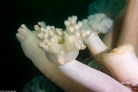 Metridium farcimen (White-Plumed Anemone)