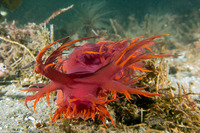 Dendronotus iris (Rainbow Dendronotus)