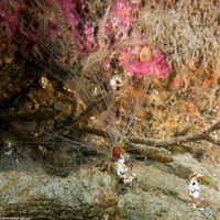 Thelepus crispus (Terebellid Worm)