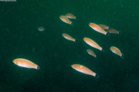 Oxyjulis californica (Señorita)