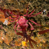 Pugettia richii (Cryptic Kelp Crab)