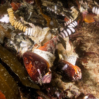 Californiconus californicus (California Cone Snail)