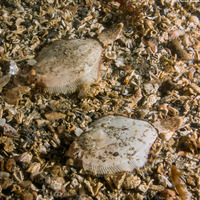Pleuronichthys coenosus (C-O Sole)