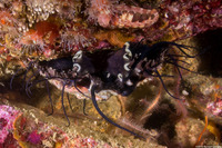 Haliotis rufescens (Red Abalone)