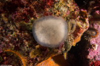 Cystodytes lobatus (Lobed Compound Tunicate)