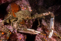 Loxorhynchus crispatus (Masking Crab)