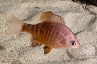 Embiotoca jacksoni (Black Perch)