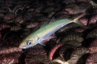Trachurus symmetricus (Jack Mackerel)