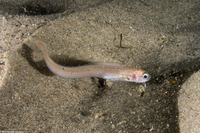 Ophidion scrippsae (Basketweave Cusk-Eel)