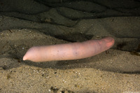 Urechis caupo (Fat Innkeeper Worm)